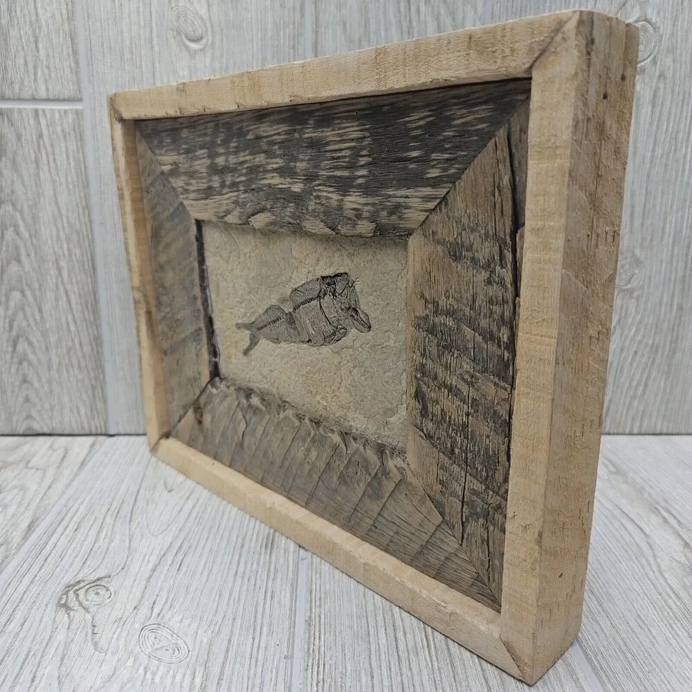 Knightia Fossil Fish Fossil In‎ Hand Made Reclaimed Wooden Frame 10